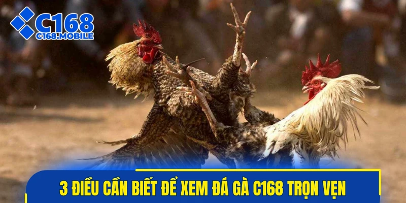 3 điều cần biết để xem đá gà C168 trọn vẹn