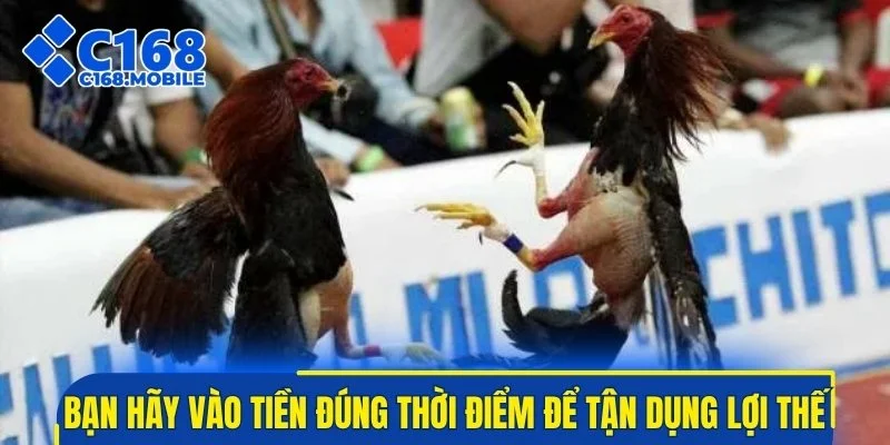 Bạn hãy vào tiền đúng thời điểm để tận dụng lợi thế