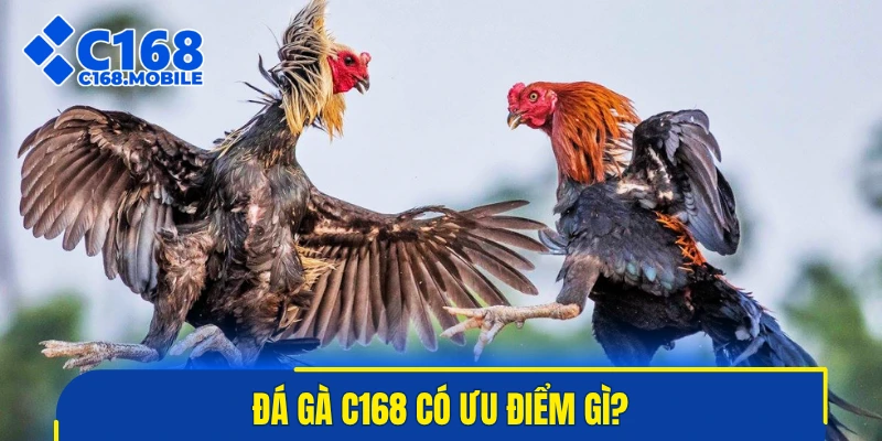 Đá gà C168 có ưu điểm gì?