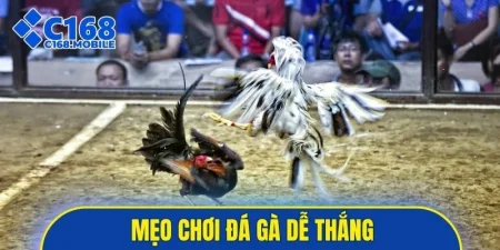 mẹo chơi đá gà dễ thắng