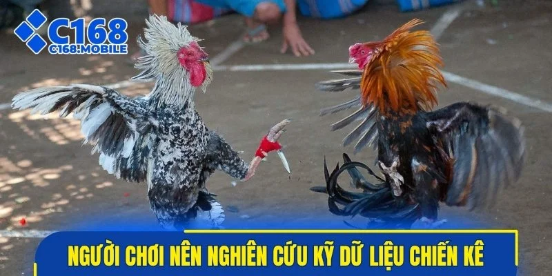 Người chơi nên nghiên cứu kỹ dữ liệu chiến kê