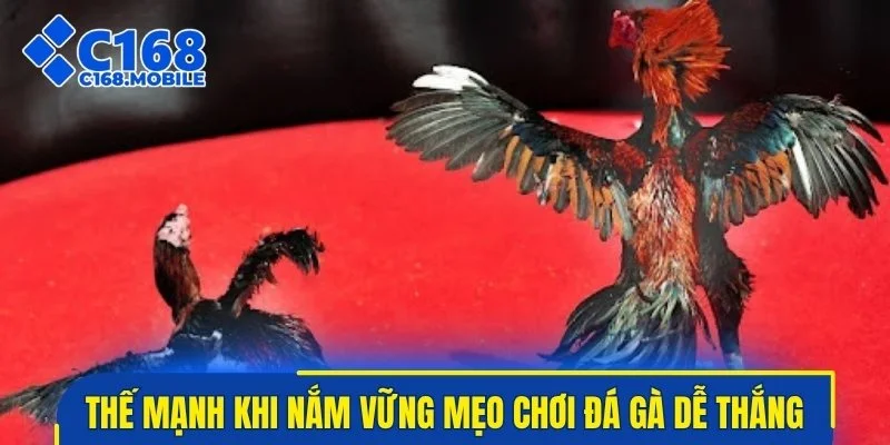 Thế mạnh khi nắm vững mẹo chơi đá gà dễ thắng